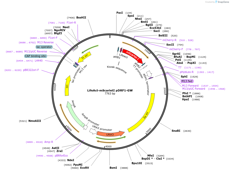 168085-plasmid-map-sequence-id-332095