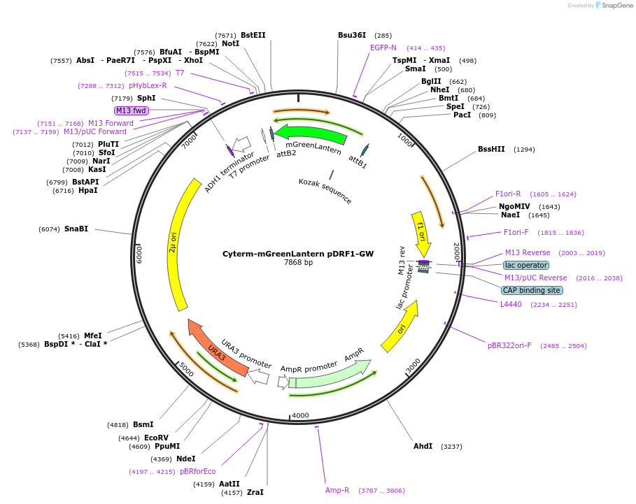 168091-plasmid-map-sequence-id-332096