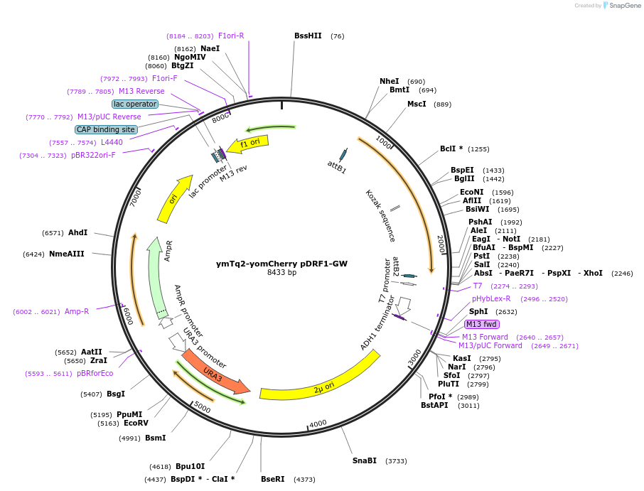 168066-plasmid-map-sequence-id-332097
