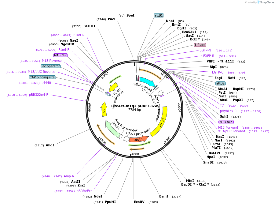 168084-plasmid-map-sequence-id-332098