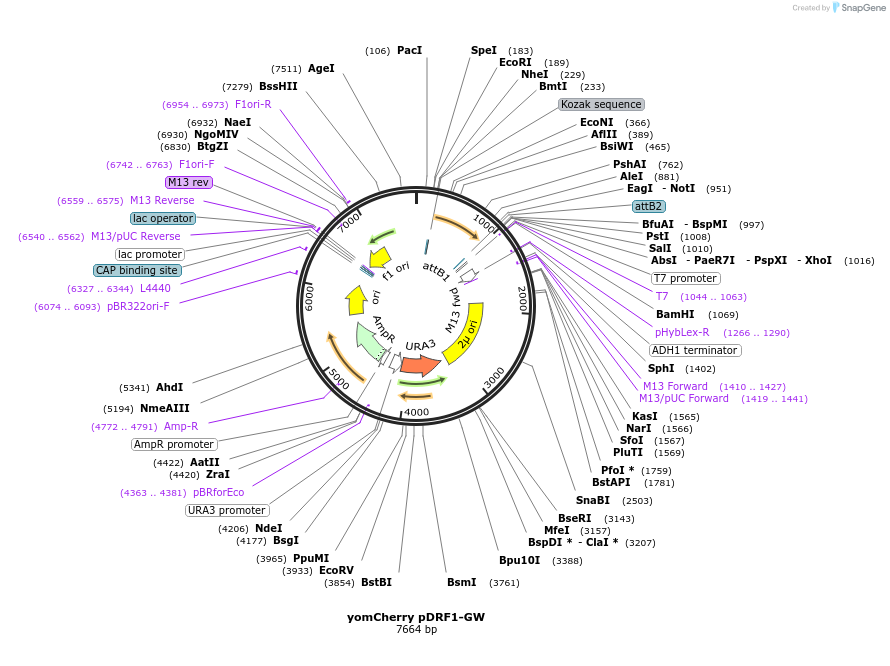 168087-plasmid-map-sequence-id-332099