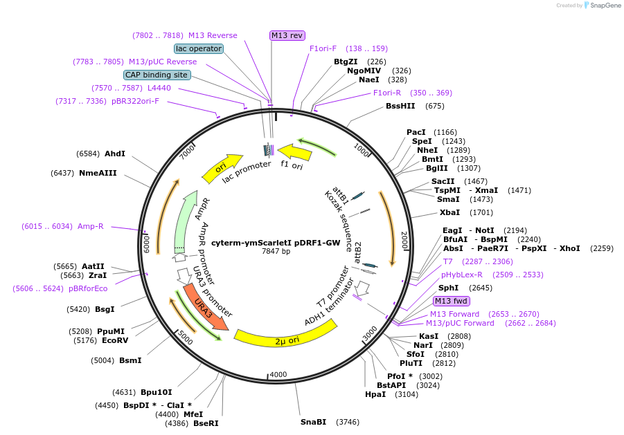 168082-plasmid-map-sequence-id-332100