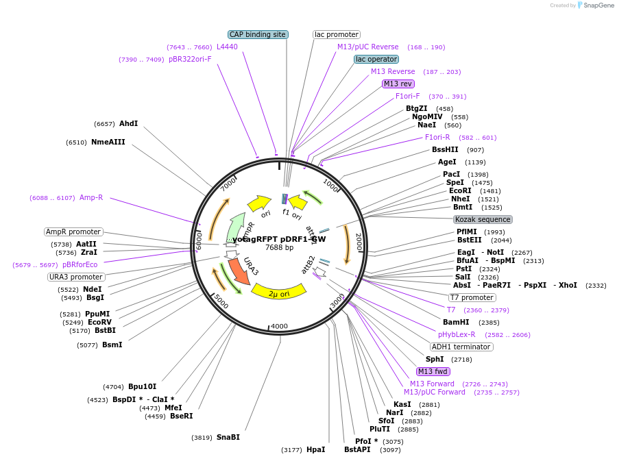 168089-plasmid-map-sequence-id-332103