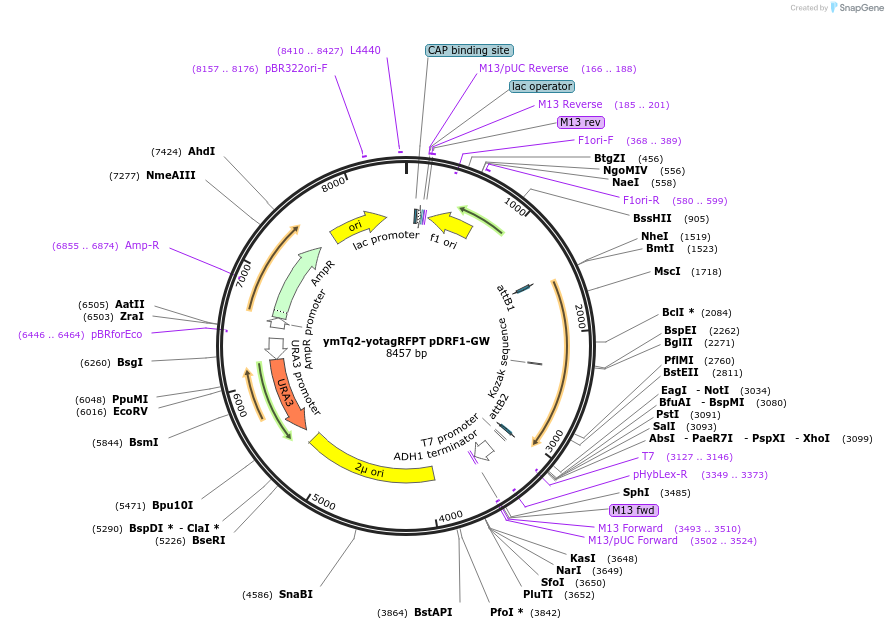 168065-plasmid-map-sequence-id-332107