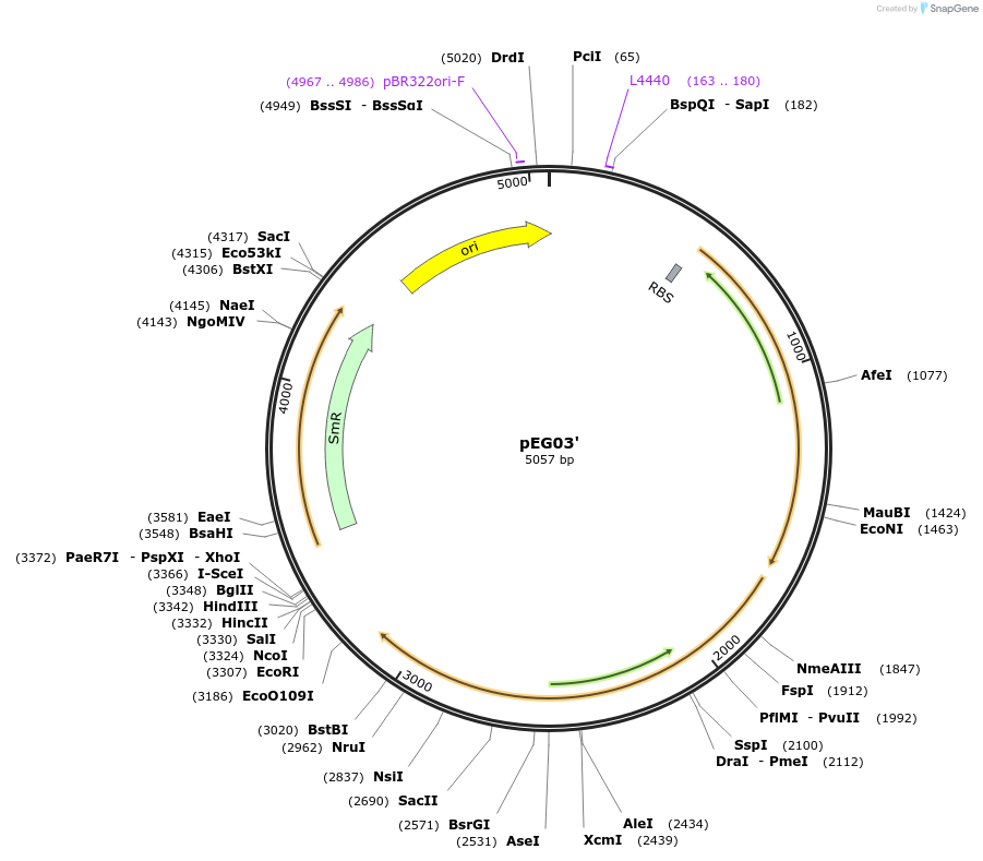 162578-plasmid-map-sequence-id-332111