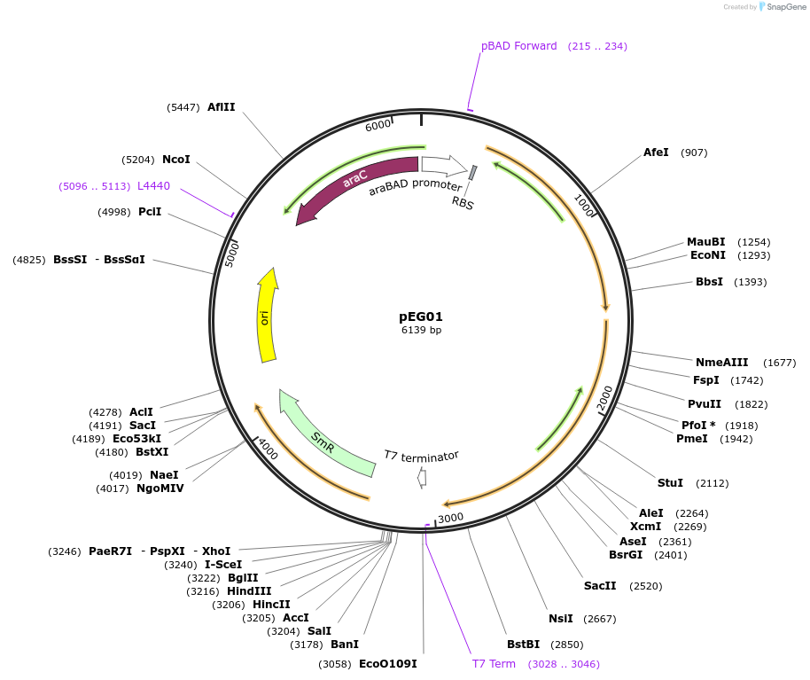 154136-plasmid-map-sequence-id-332112