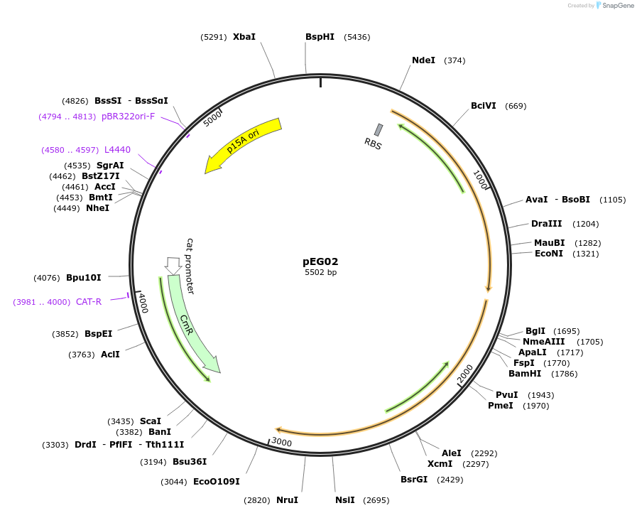 154137-plasmid-map-sequence-id-332114