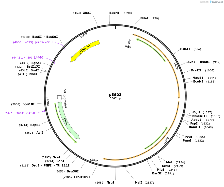 154138-plasmid-map-sequence-id-332116