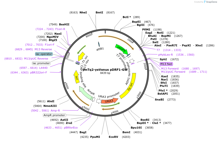 168076-plasmid-map-sequence-id-332142