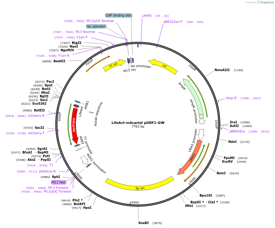 168086-plasmid-map-sequence-id-332145