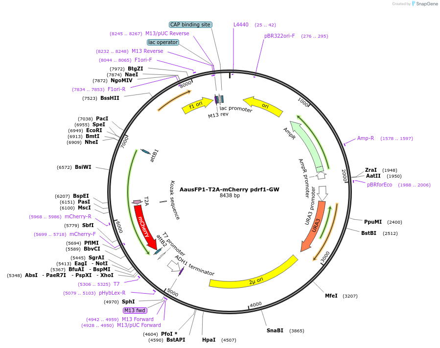 168071-plasmid-map-sequence-id-332147
