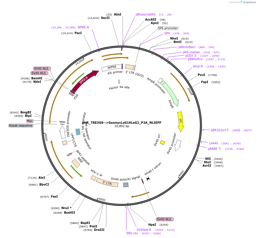 162233-plasmid-map-sequence-id-332149