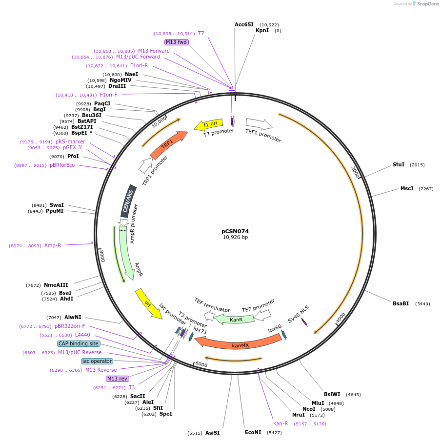 166731-plasmid-map-sequence-id-332203