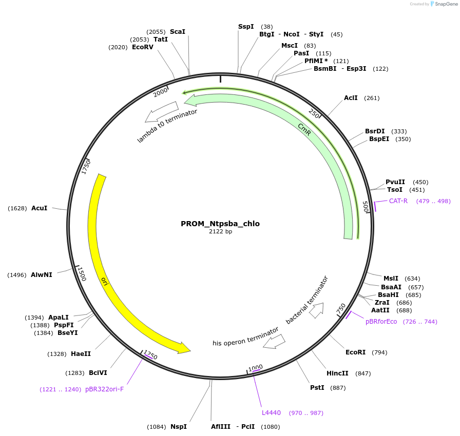163950-plasmid-map-sequence-id-332205