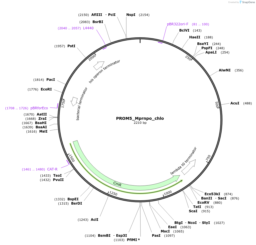 163951-plasmid-map-sequence-id-332208