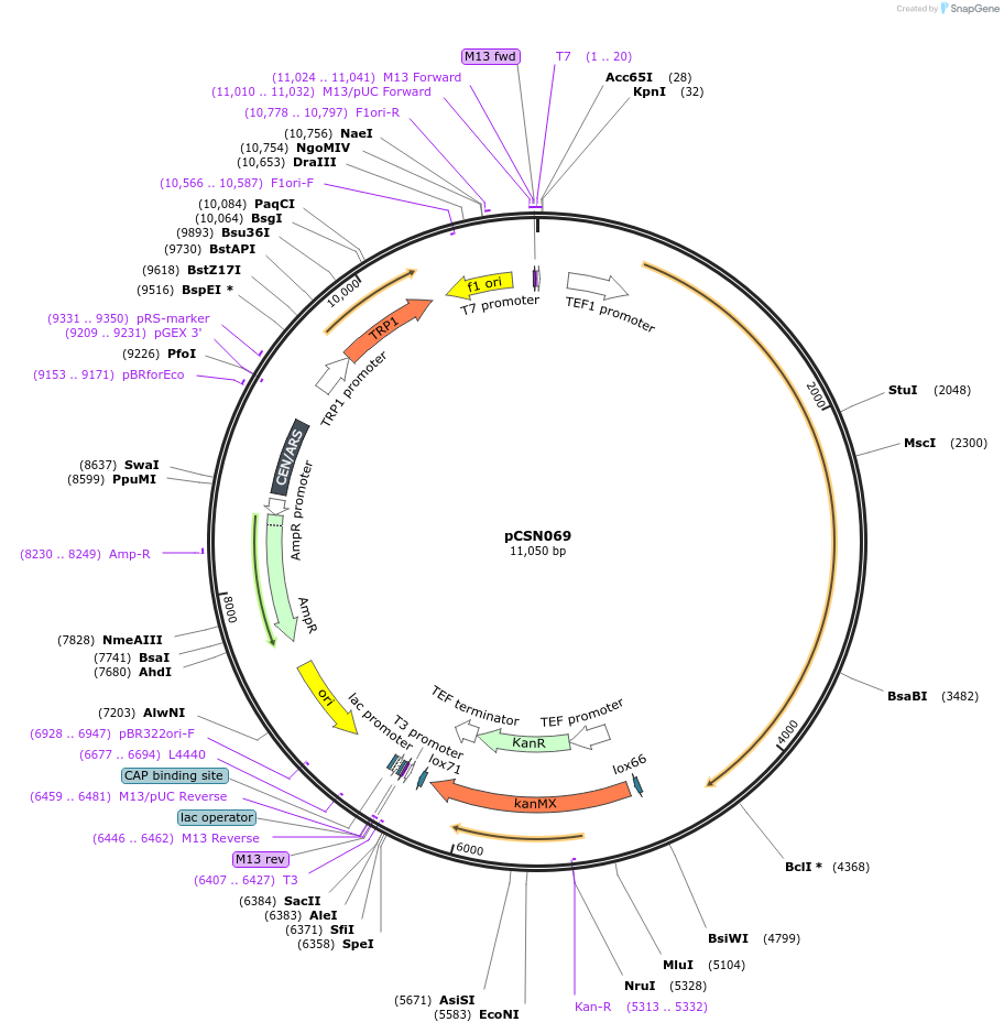 166728-plasmid-map-sequence-id-332209