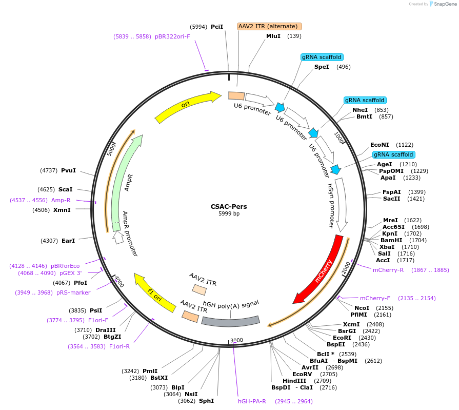 168281-plasmid-map-sequence-id-332210