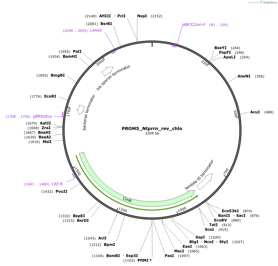 163952-plasmid-map-sequence-id-332211