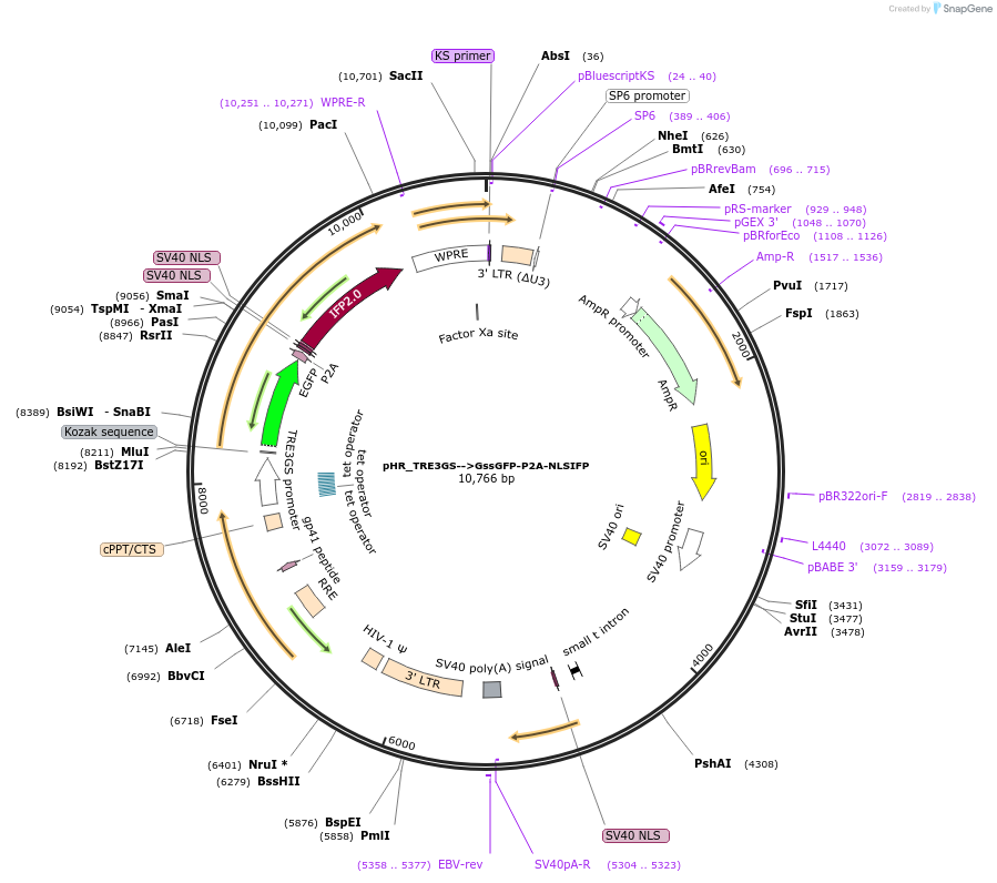 162235-plasmid-map-sequence-id-332213
