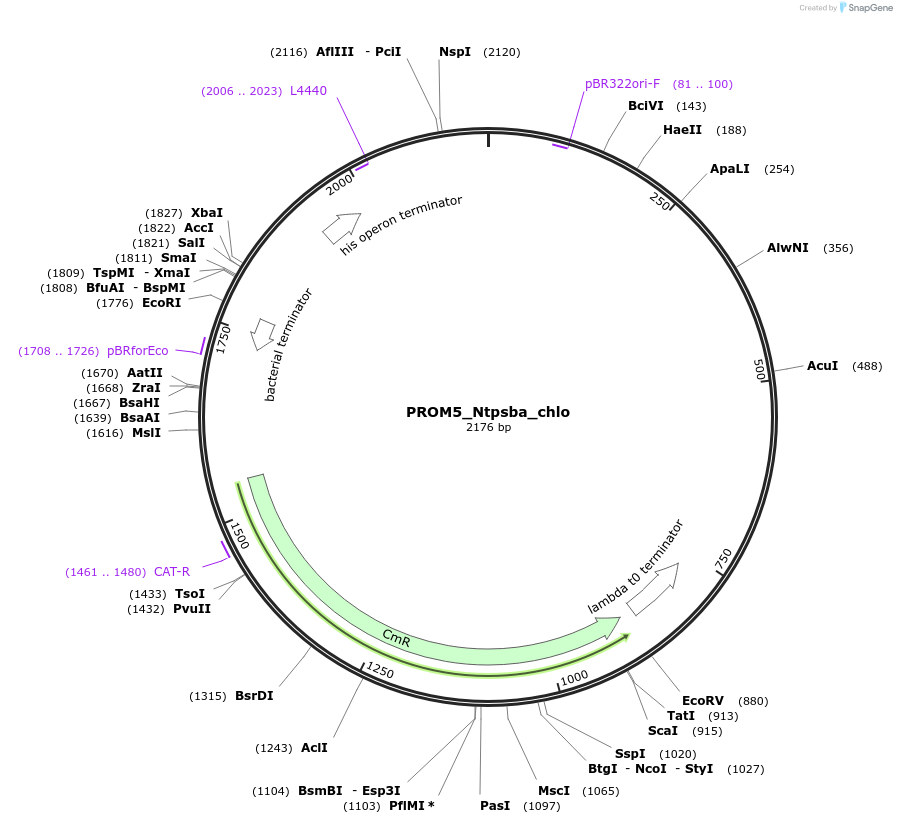163953-plasmid-map-sequence-id-332214