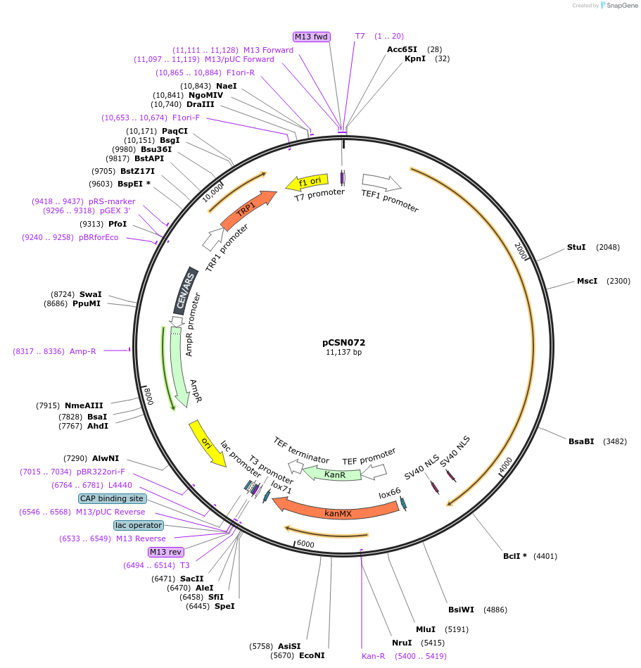 166730-plasmid-map-sequence-id-332216