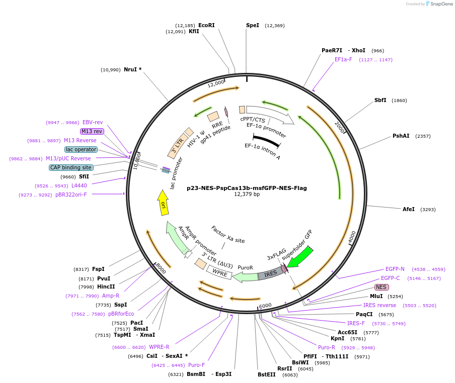 165071-plasmid-map-sequence-id-332222
