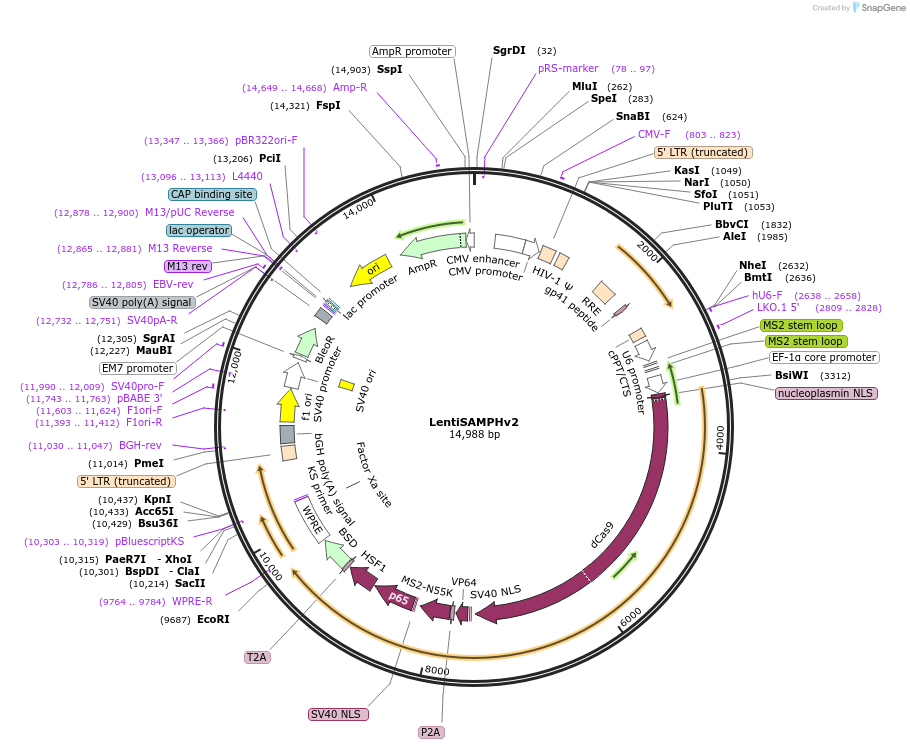 167934-plasmid-map-sequence-id-332225