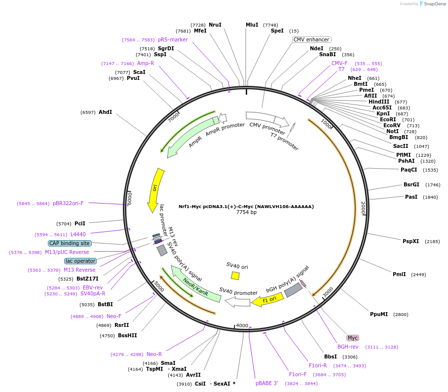 169126-plasmid-map-sequence-id-332235