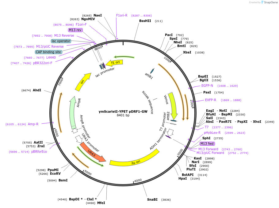168063-plasmid-map-sequence-id-332368