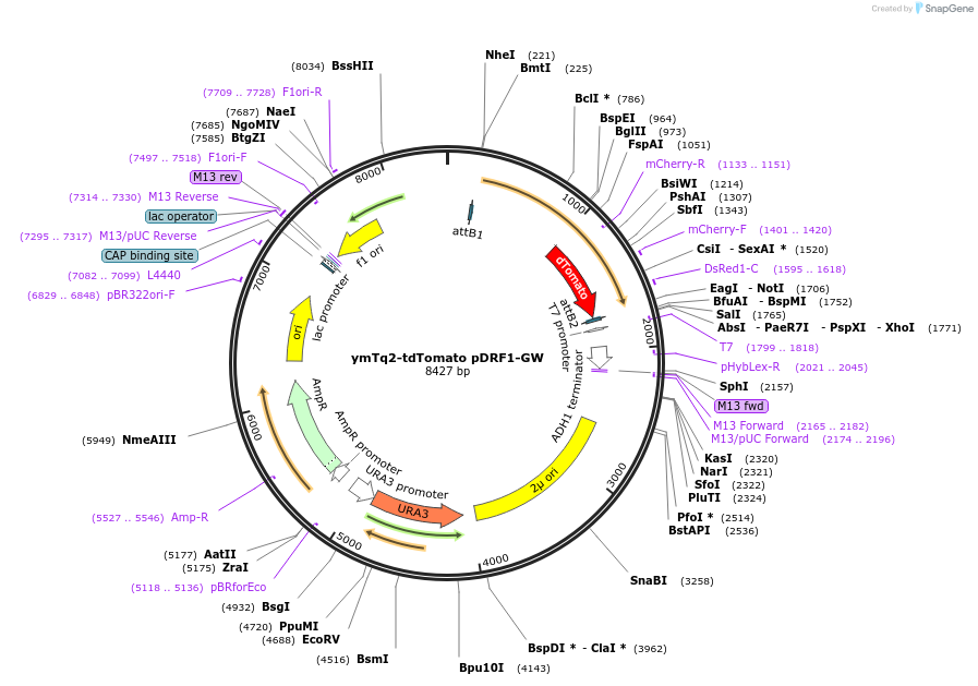 168068-plasmid-map-sequence-id-332369
