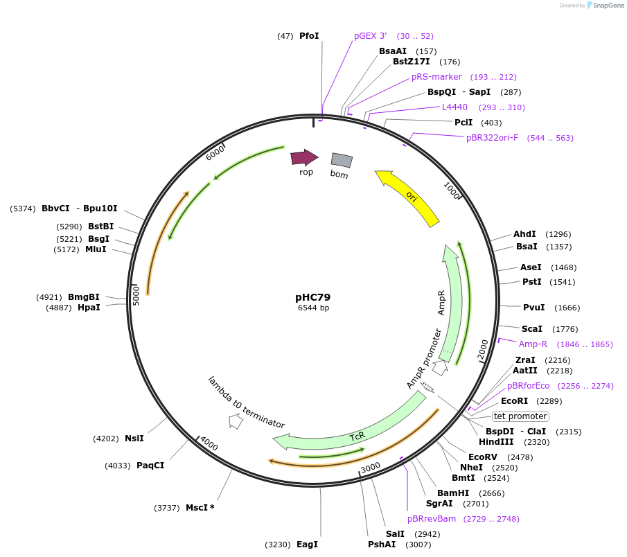 167551-plasmid-map-sequence-id-332370