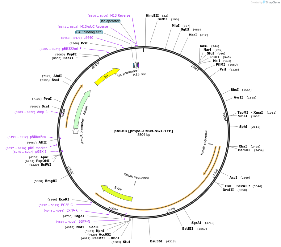 168167-plasmid-map-sequence-id-332383