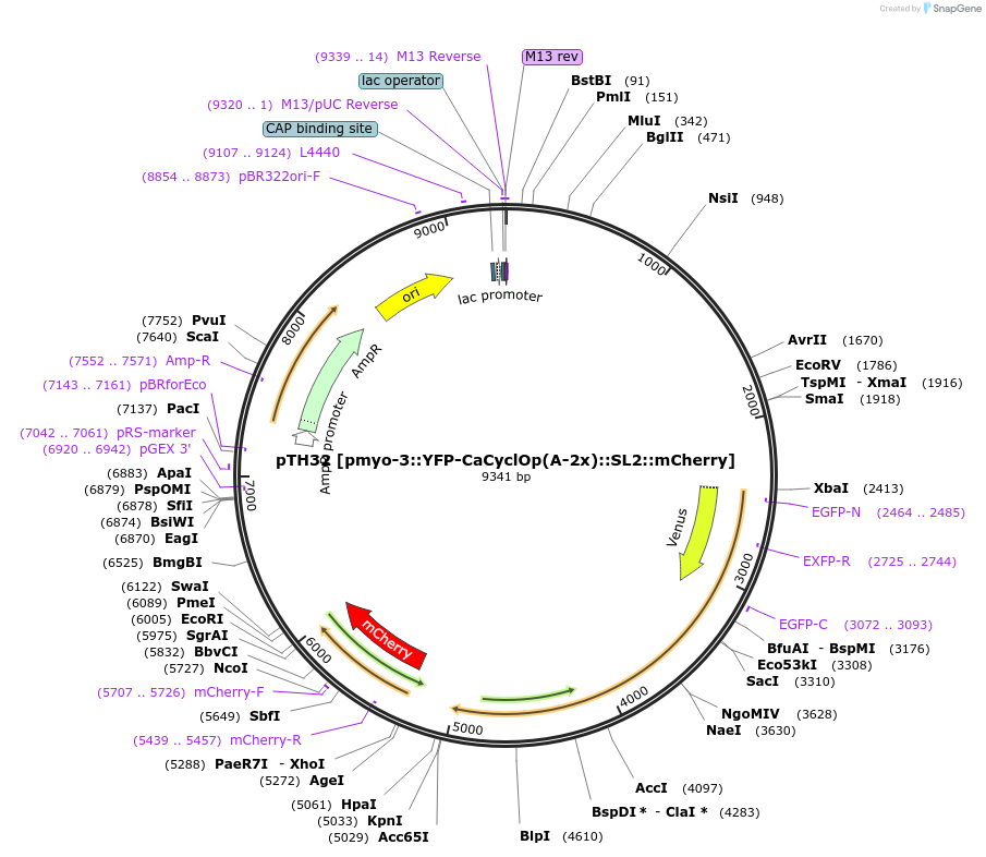 168168-plasmid-map-sequence-id-332384