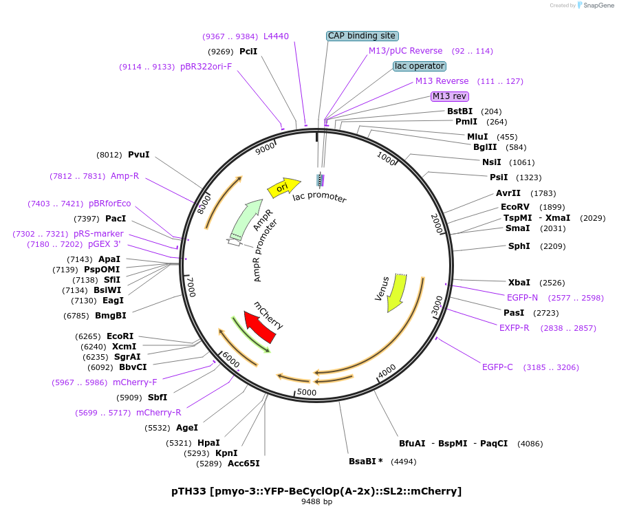 168169-plasmid-map-sequence-id-332385