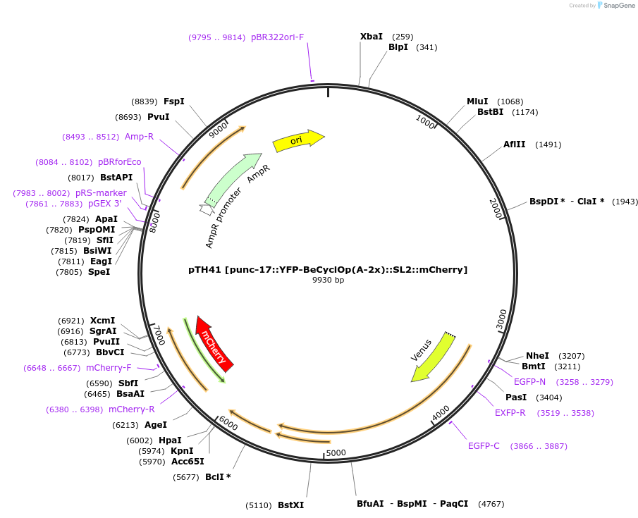 168170-plasmid-map-sequence-id-332387