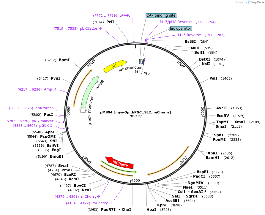 168172-plasmid-map-sequence-id-332388