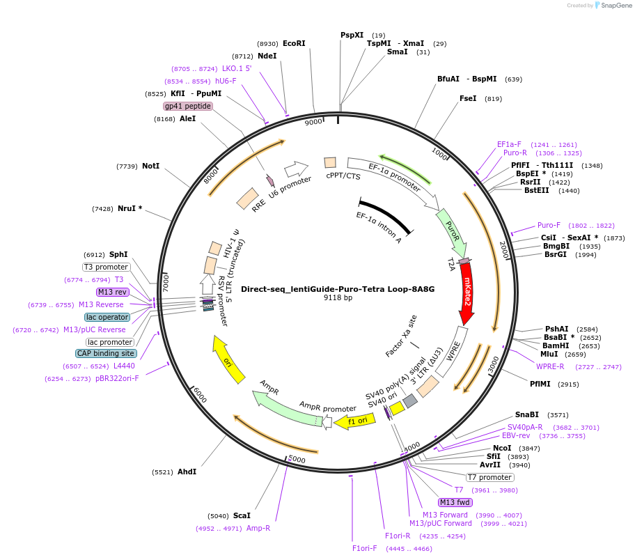 157982-plasmid-map-sequence-id-332394
