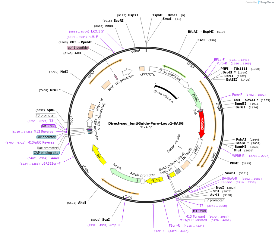 157983-plasmid-map-sequence-id-332422
