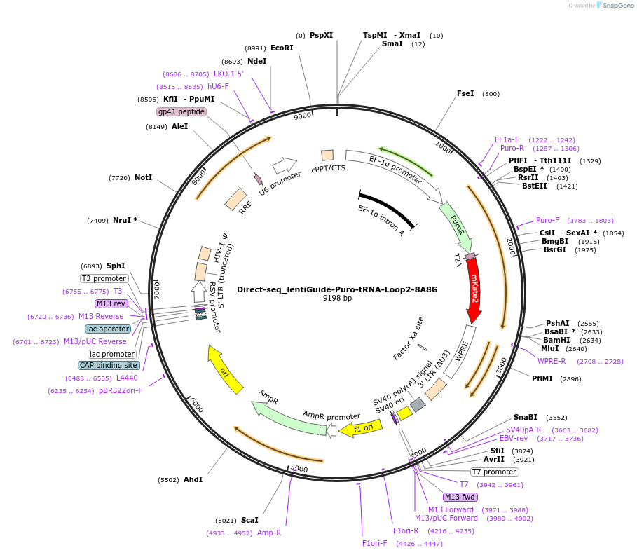 157986-plasmid-map-sequence-id-332423