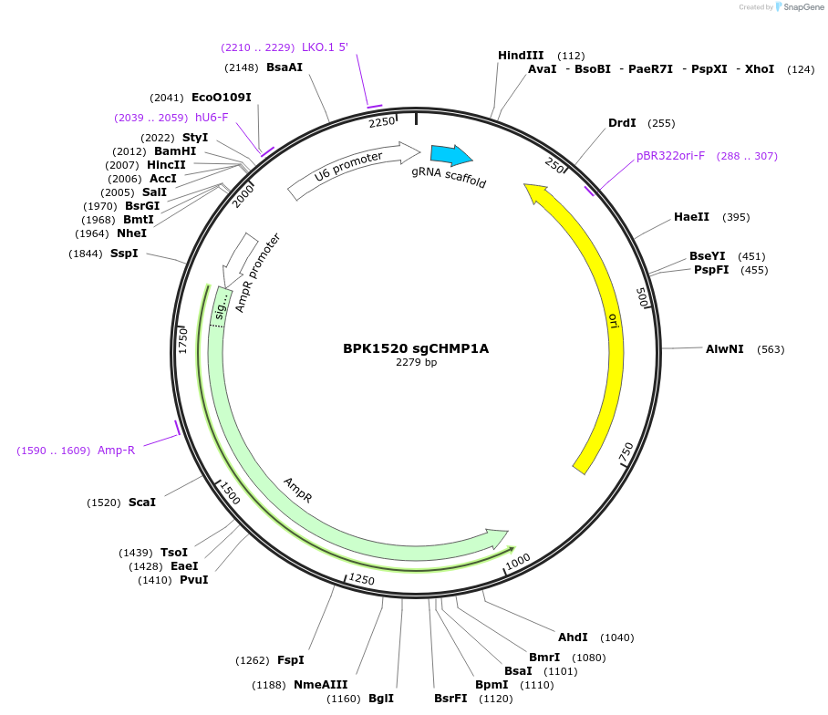 169321-plasmid-map-sequence-id-332430
