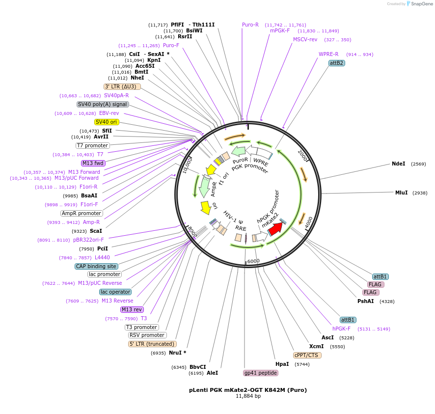 154291-plasmid-map-sequence-id-332432