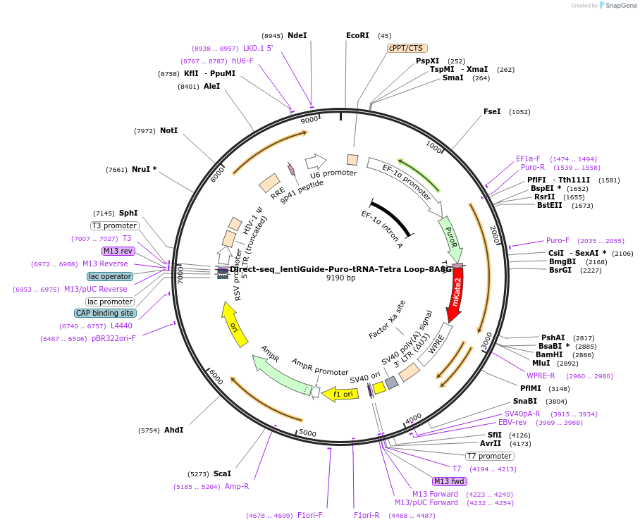 157985-plasmid-map-sequence-id-332449