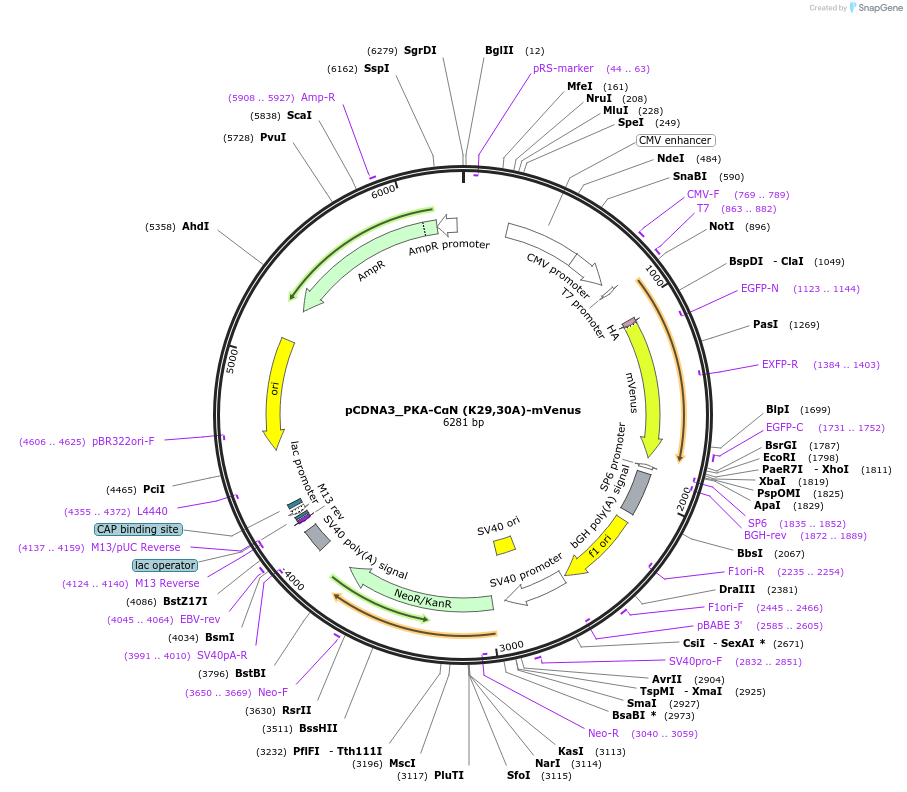 168485-plasmid-map-sequence-id-332538
