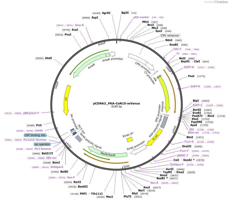 168486-plasmid-map-sequence-id-332539