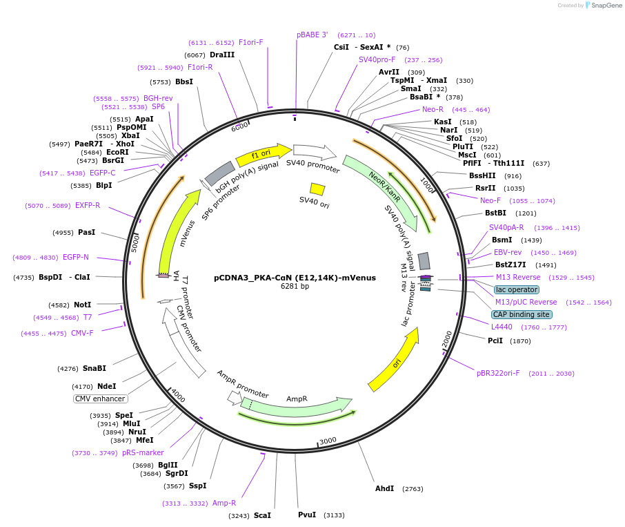 168488-plasmid-map-sequence-id-332541