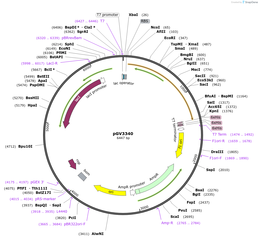 170278-plasmid-map-sequence-id-332579