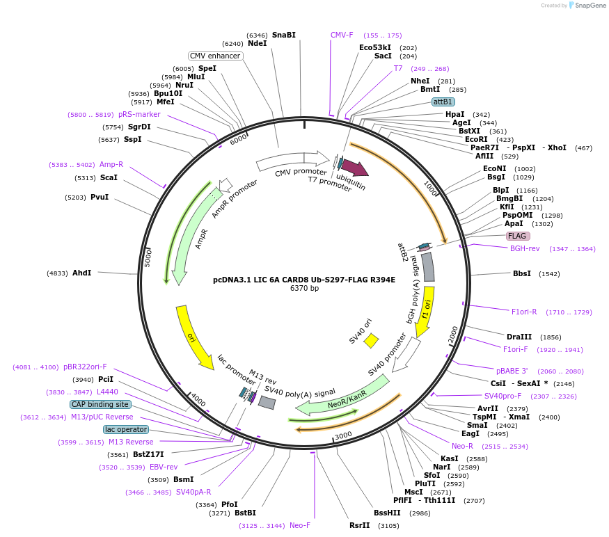 169961-plasmid-map-sequence-id-332591