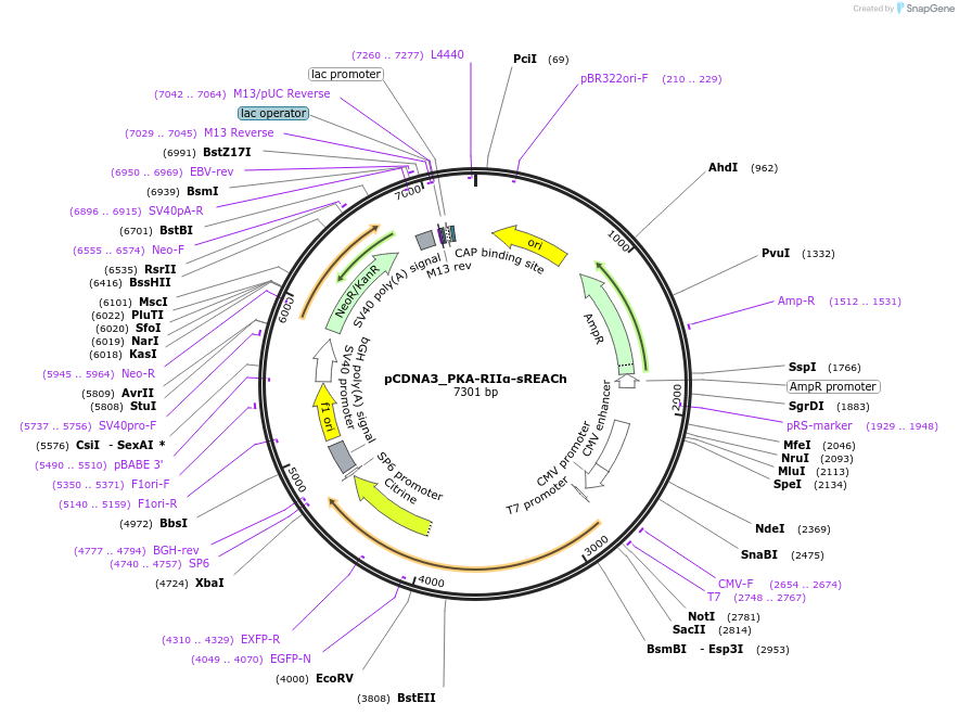 168489-plasmid-map-sequence-id-332592