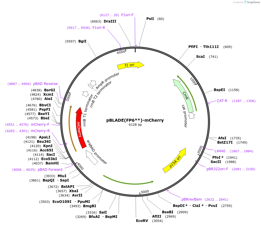168049-plasmid-map-sequence-id-332594