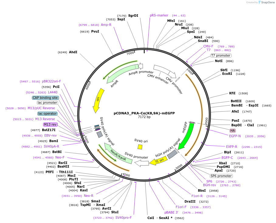 168490-plasmid-map-sequence-id-332596